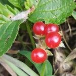 Rubus saxatilis 果實