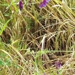 Vicia eriocarpa Blodyn