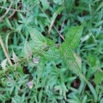 Melampyrum nemorosum Leaf