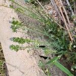 Linaria micrantha Habit