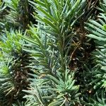 Taxus cuspidataFolha