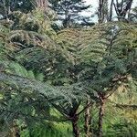 Cyathea arborea Hábito