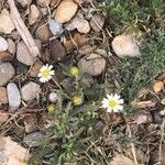 Melampodium leucanthum Кветка