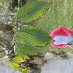 Ostrya carpinifolia Fulla