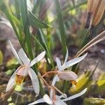 Coelogyne viscosa 花