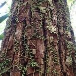 Calophyllum caledonicum Rhisgl