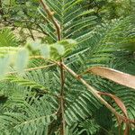 Senegalia ataxacantha Leaf