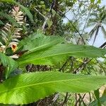 Alpinia malaccensis Folla