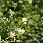 Vicia pisiformis Otro