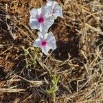 Ipomoea mombassana Flower