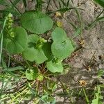 Claytonia perfoliataLeaf