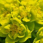 Euphorbia palustris Цвят