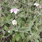 Silene coronaria Vekstform