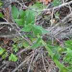 Campanula bononiensis Leaf