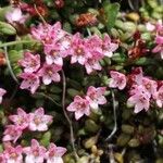 Kalmia procumbens 花