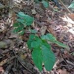 Albizia zygia Hoja