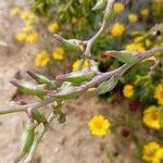 Erucaria hispanica Fruto