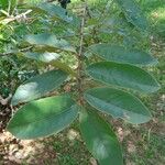 Psidium guineense 叶