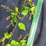 Tassadia obovata その他の提案