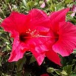 Hibiscus rosa-sinensis Bloem