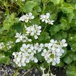 Cardamine asarifolia Blomma