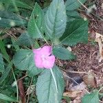 Impatiens firmula Otro