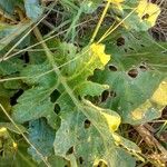 Crambe maritima Blad