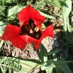 Tulipa raddii Natur