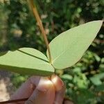 Eucalyptus rubida Лист