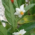 Solanum pseudocapsicum Květ