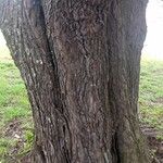 Salix fragilis 樹皮