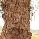 Faidherbia albida Rinde