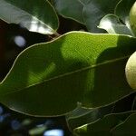 Diospyros tessellaria Hoja