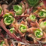 Aeonium decorum 整株植物