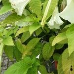 Brugmansia suaveolens Leaf