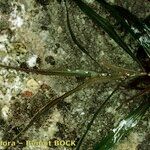 Potamogeton obtusifolius Habitatea