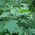 Solanum torvum Leaf