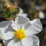 Cistus umbellatus Λουλούδι