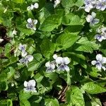 Viola rostrata Flower