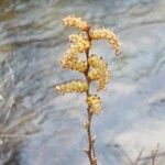 Myrica gale Flower