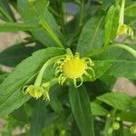 Helenium autumnale Çiçek