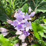 Mandragora officinarum Blodyn