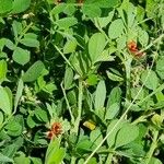 Indigofera brevicalyx Leaf