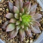 Echeveria affinis Ліст