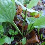 Plantago major Плод
