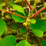 Actinidia chinensisFlower