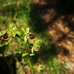 Ophrys sphegodesBlomma