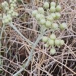 Helichrysum globiferum