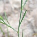 Dianthus nudiflorus ഇല