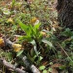 Plantago lanceolataBlad